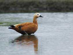 Image of Ruddy Shelduck