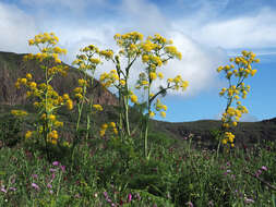 Image of Ferula communis subsp. linkii (Webb) Reduron & Dobignard