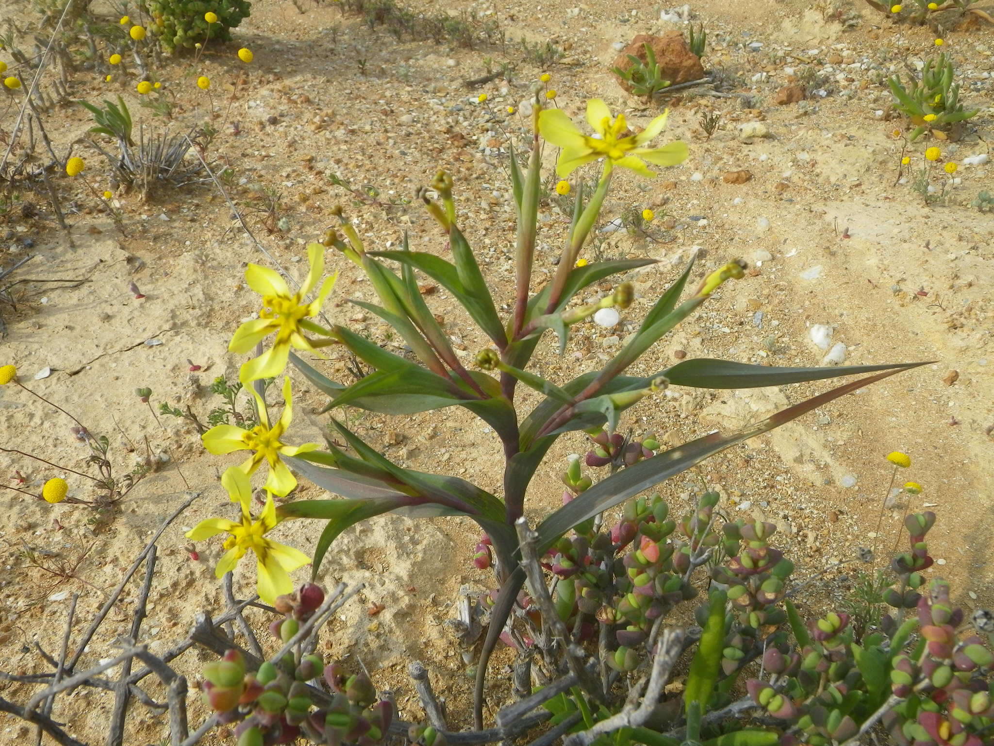 Image of Moraea knersvlaktensis Goldblatt