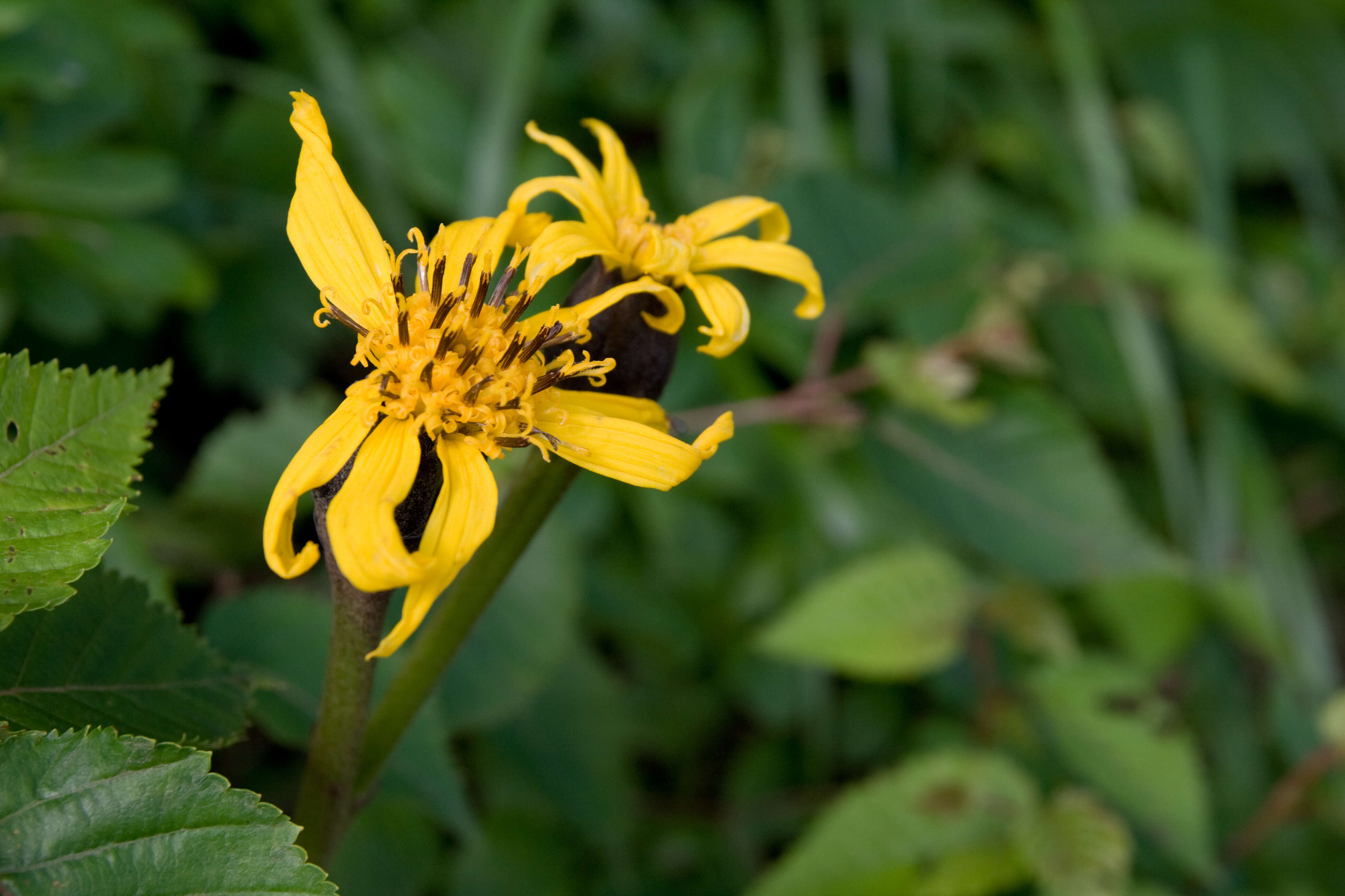 Image of summer ragwort