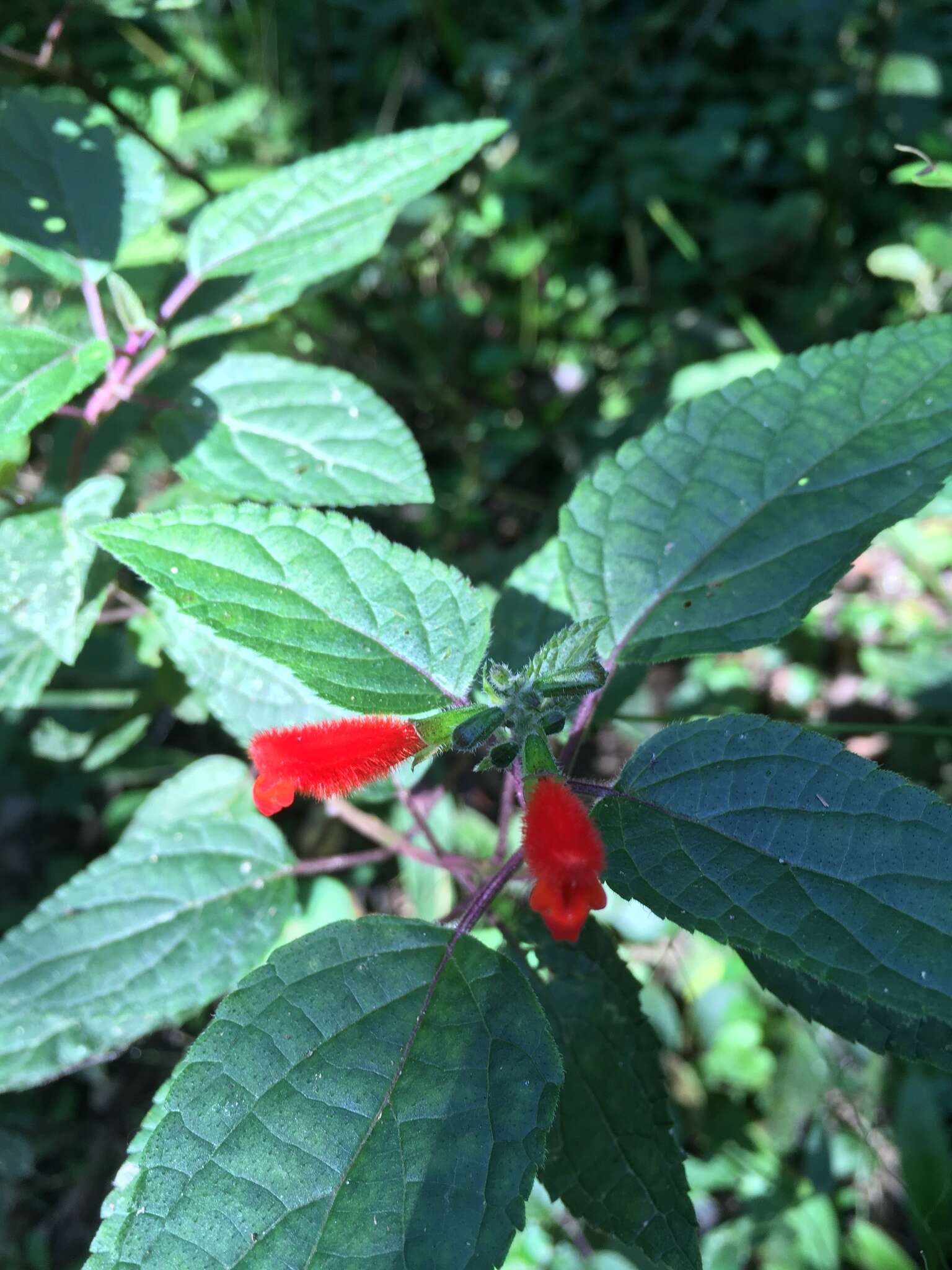 Image of Salvia melissiflora Benth.