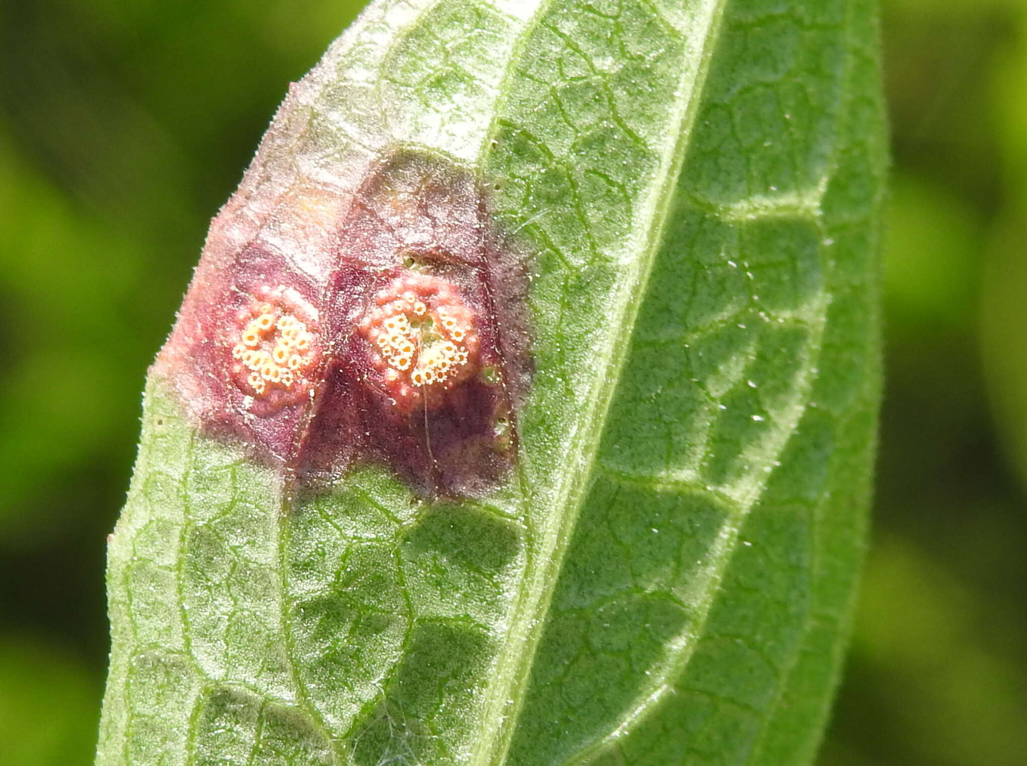 Image of Puccinia caricis-montanae E. Fisch. 1898