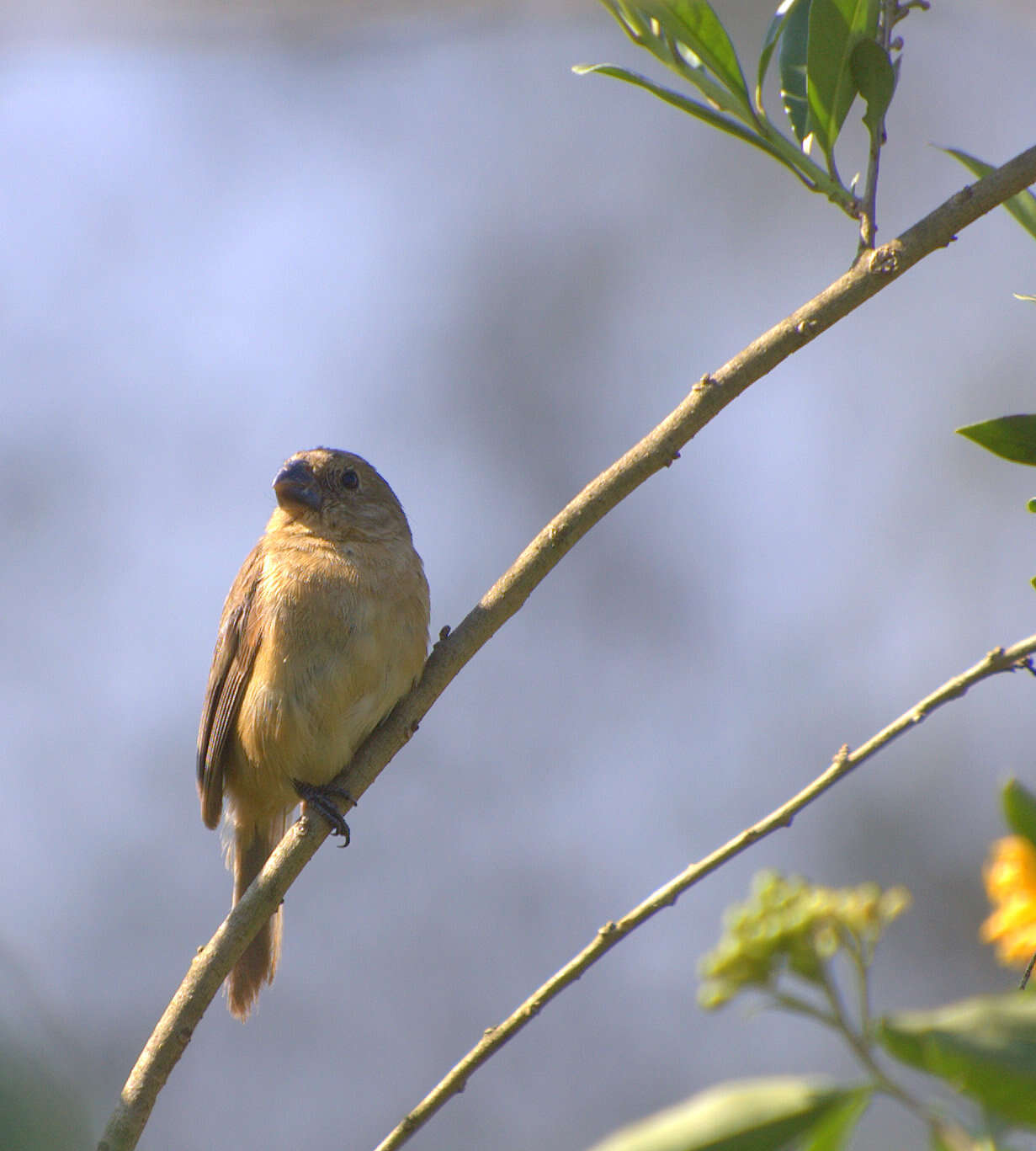 Sporophila leucoptera (Vieillot 1817) resmi