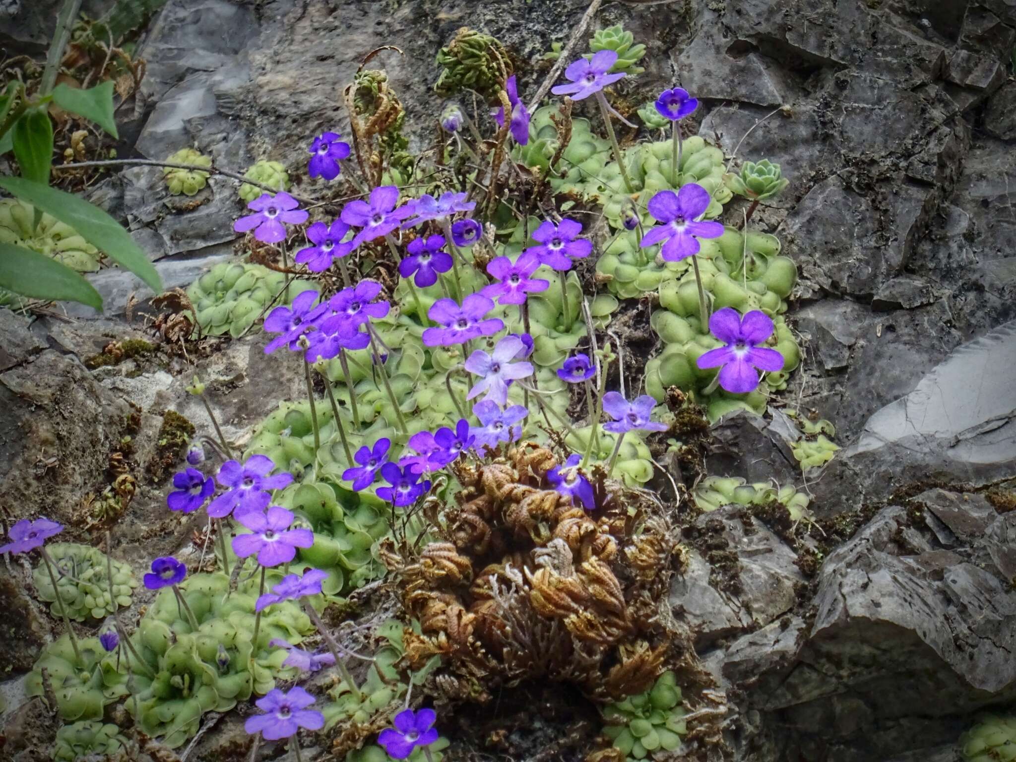 Image of Pinguicula cyclosecta Casper