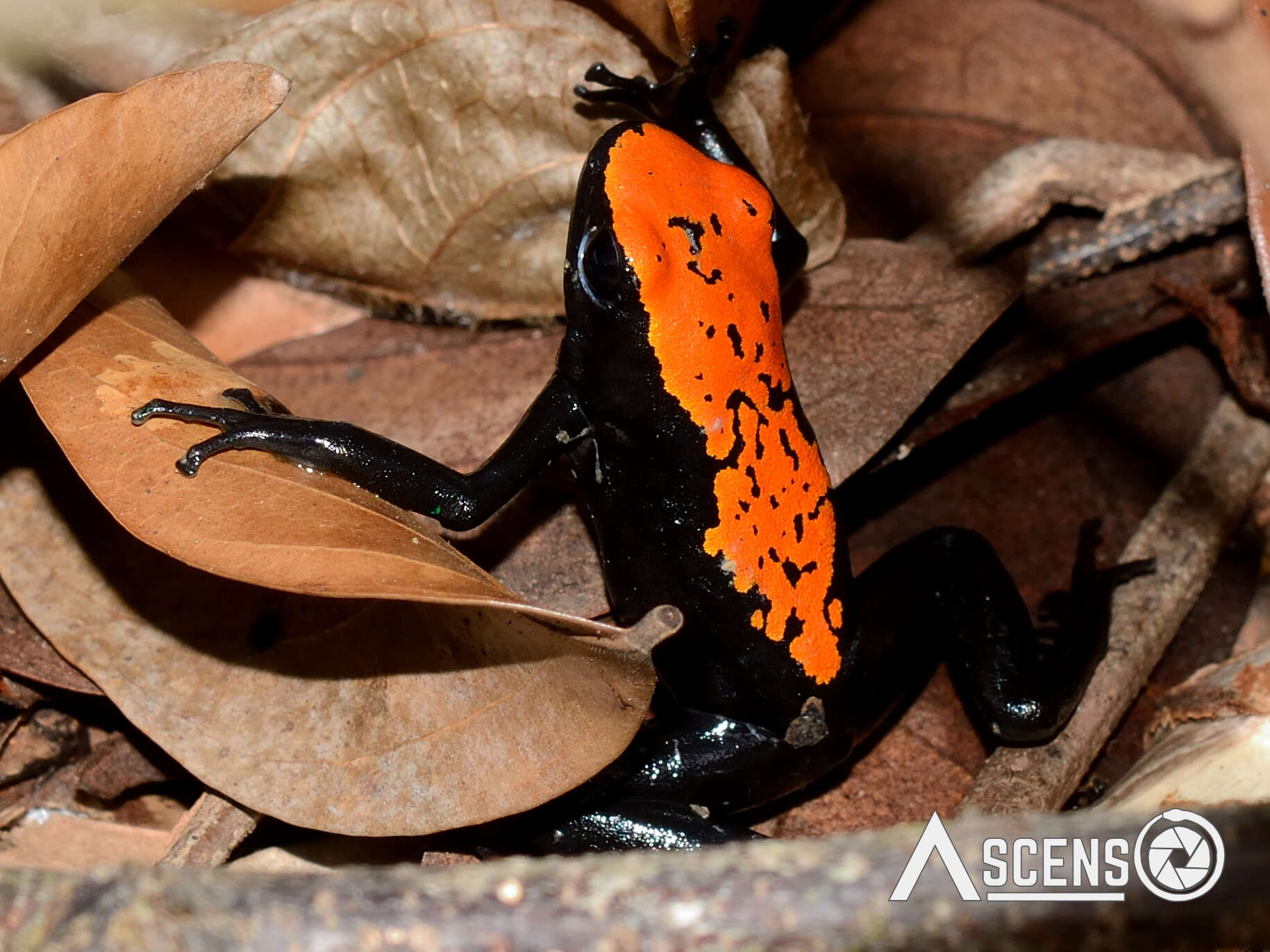 Image of Splashback Poison Frog