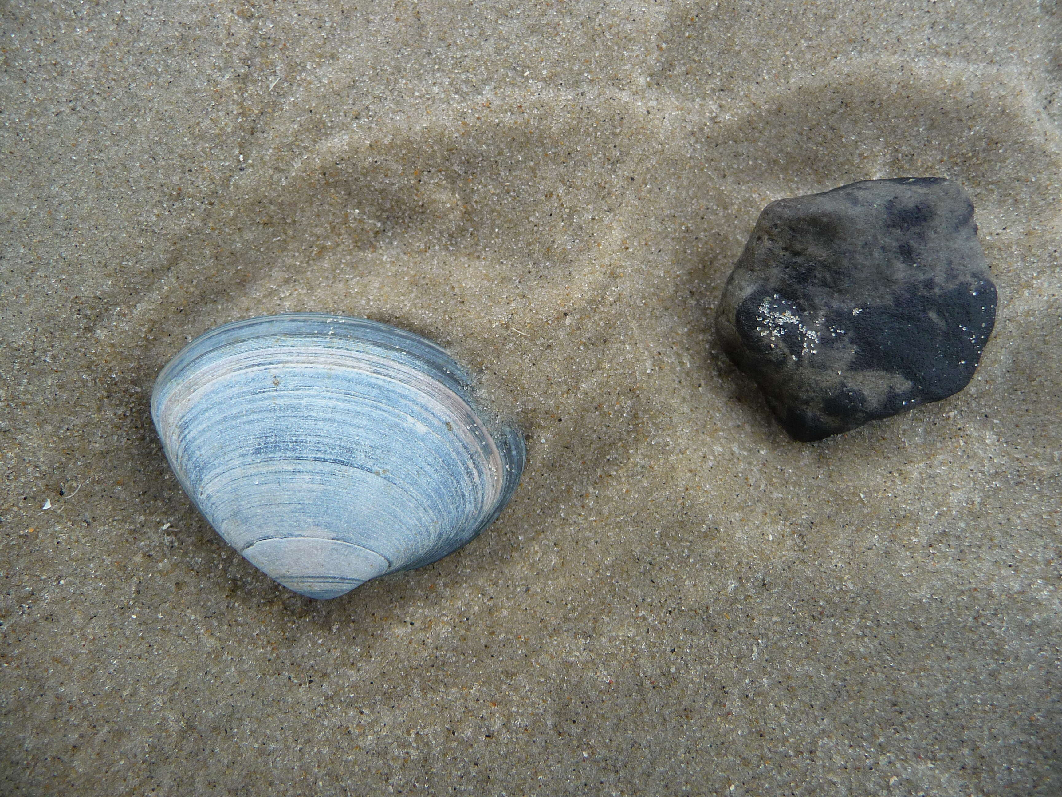 Image of surf clam