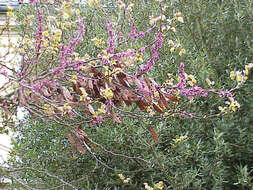 Image of Judas-tree