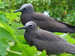 Image of Brown Noddy