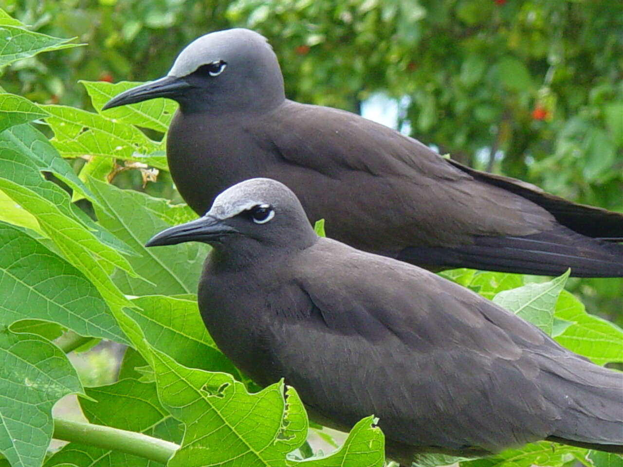 Image of Brown Noddy