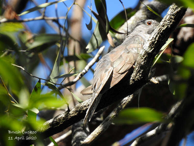 Image of Brush Cuckoo