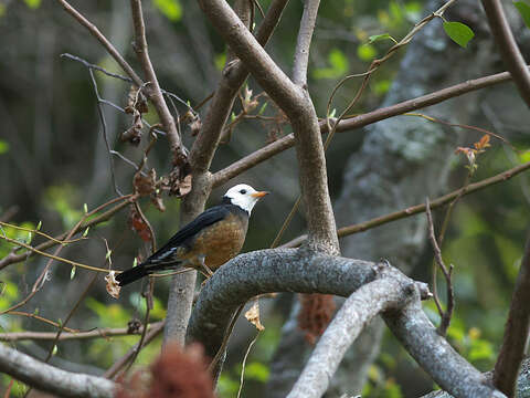 Image of Island Thrush