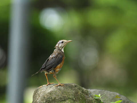 Image of Island Thrush