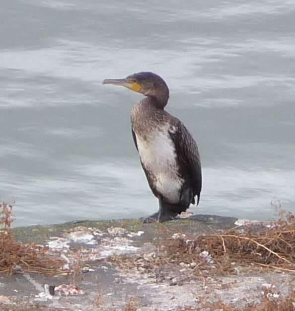 Image of Black Shag