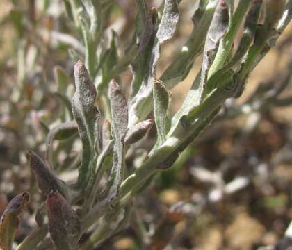 Image of Helichrysum stellatum (L.) Less.