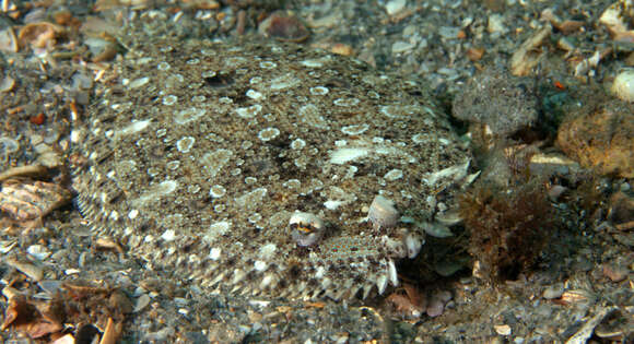 Image of Eyed Flounder