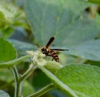 Image de Polistes cubensis Lepeletier 1836