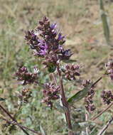 Image of Arctium lappaceum (Schrenk) Kuntze