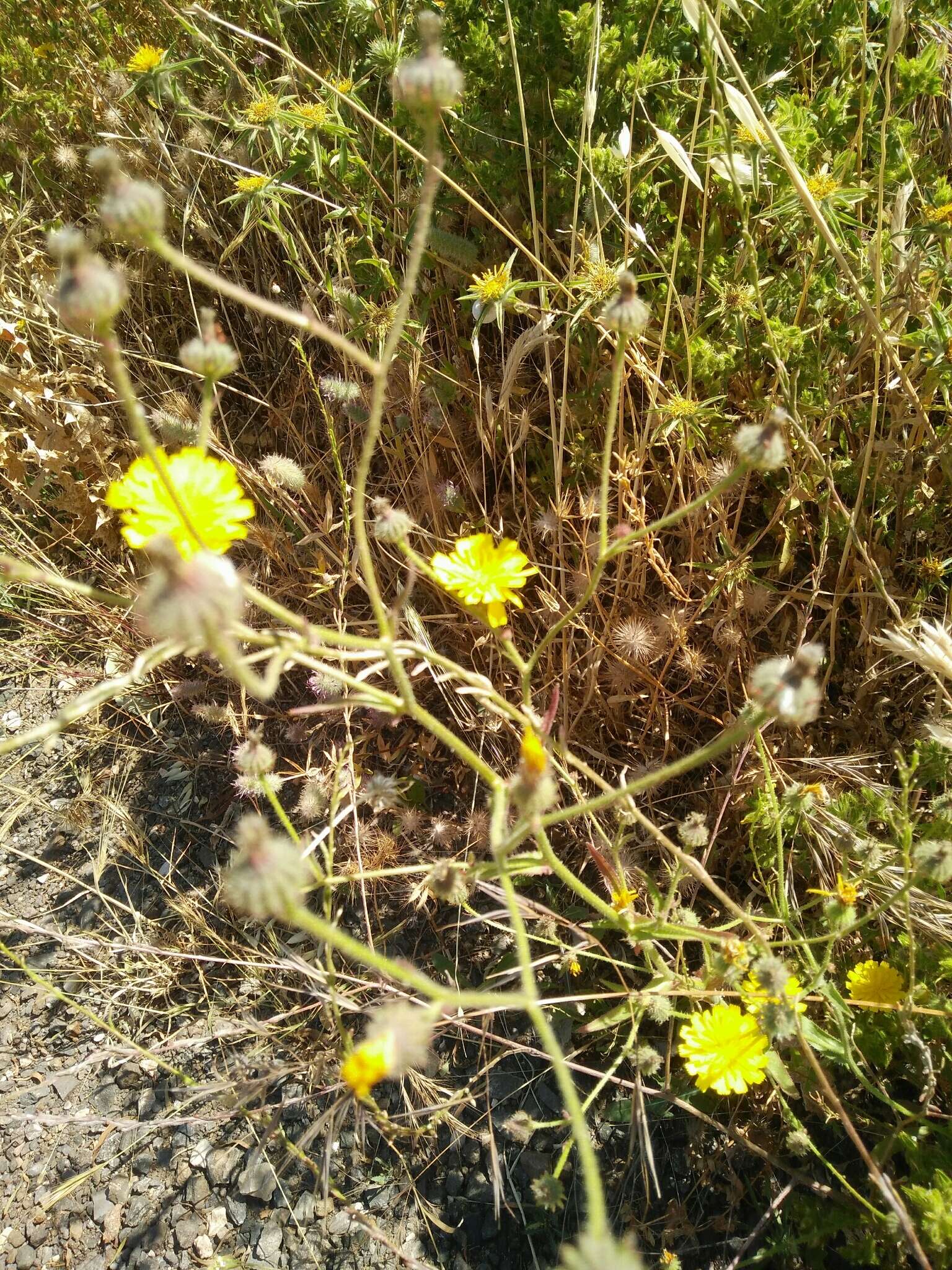 Image of bitterweed