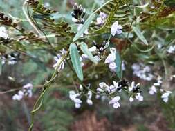 Glycine clandestina Wendl. resmi