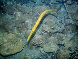 Image of Trumpetfish