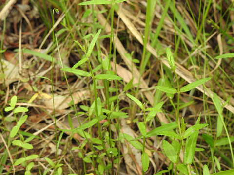 Image of Chinese raspwort