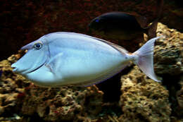 Image of Bluespine Unicornfish