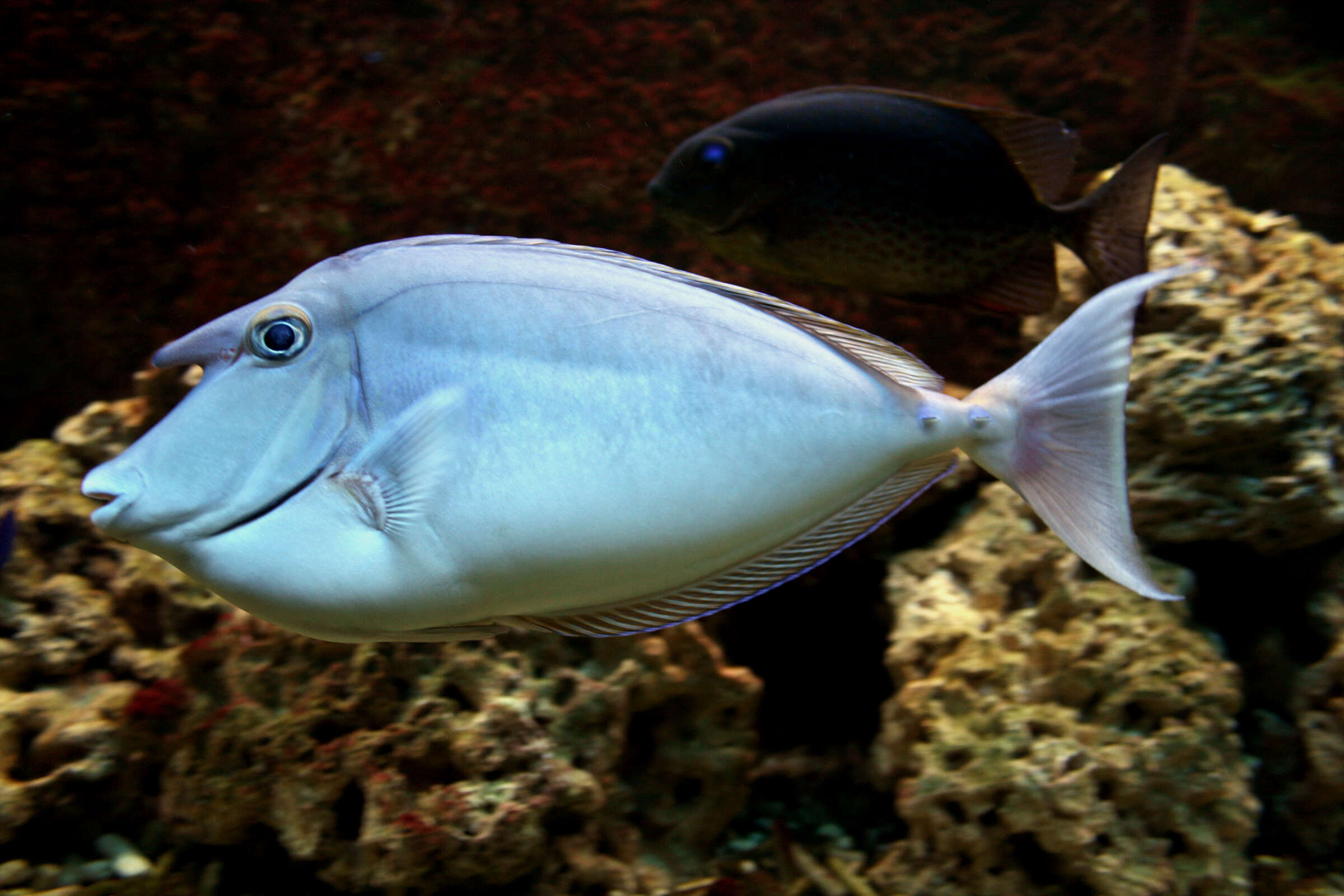 Image of Bluespine Unicornfish