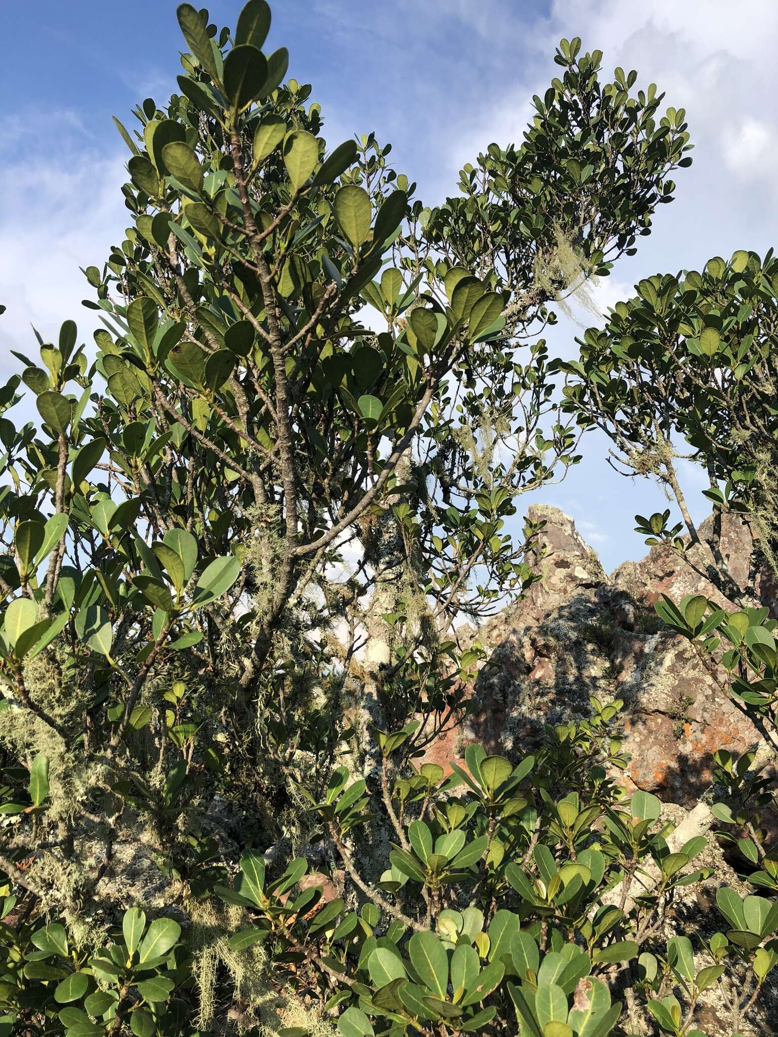 Imagem de Ficus natalensis subsp. graniticola J. E. Burrows