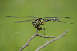 Image of Gomphus flavipes