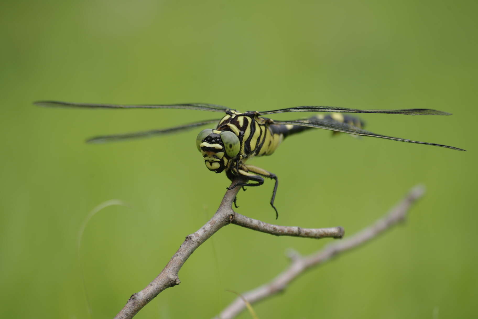 Image of Gomphus flavipes