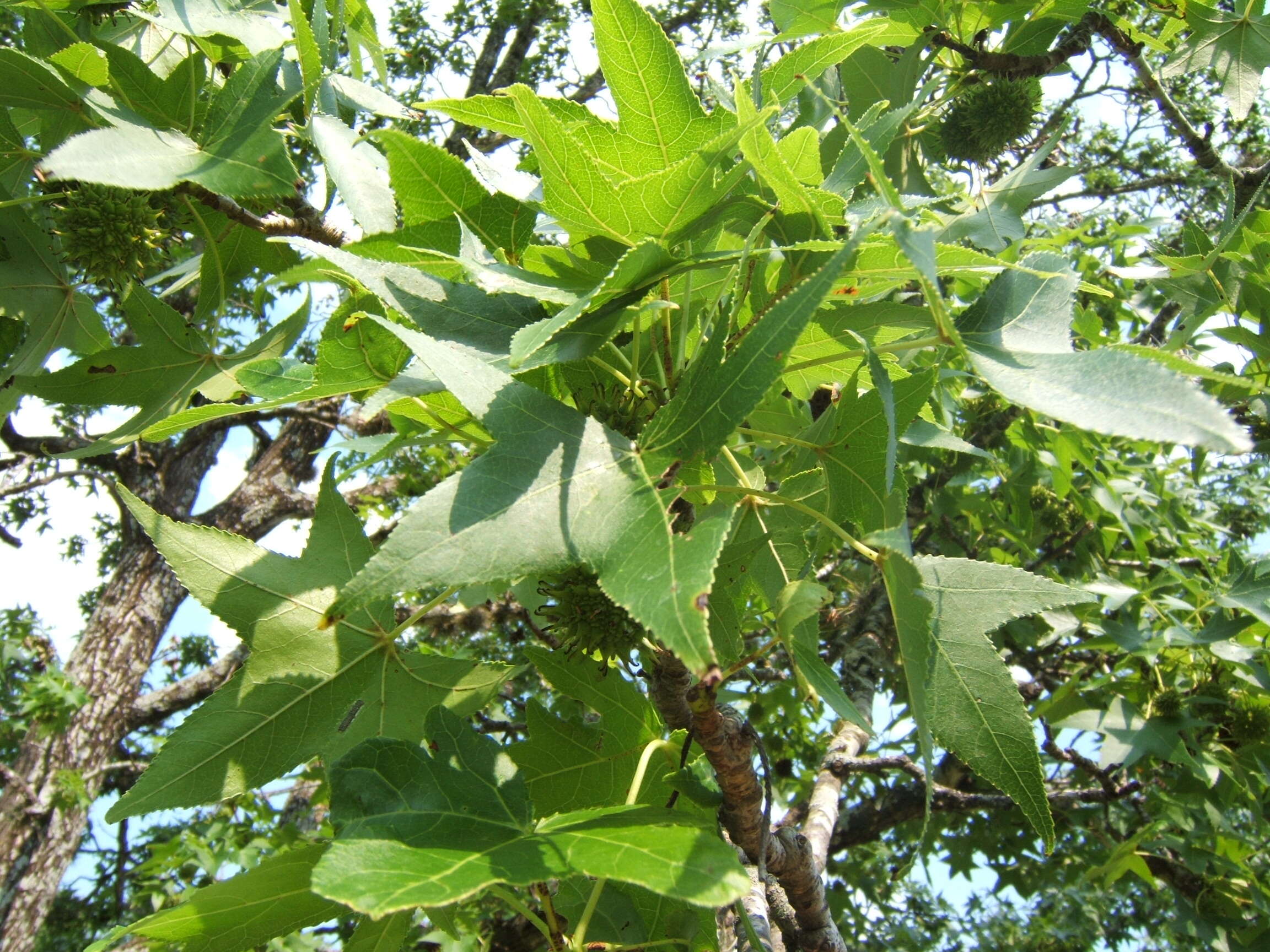 Image of American Sweetgum