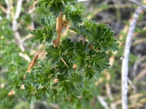 Image of trumpet gooseberry