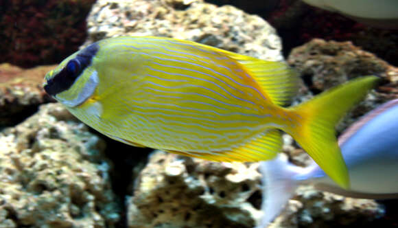 Image of Bluelined rabbitfish