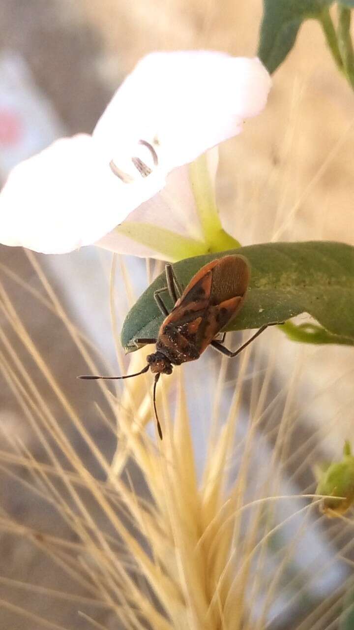 Image of Corizus hyoscyami nigridorsum (Puton 1874)