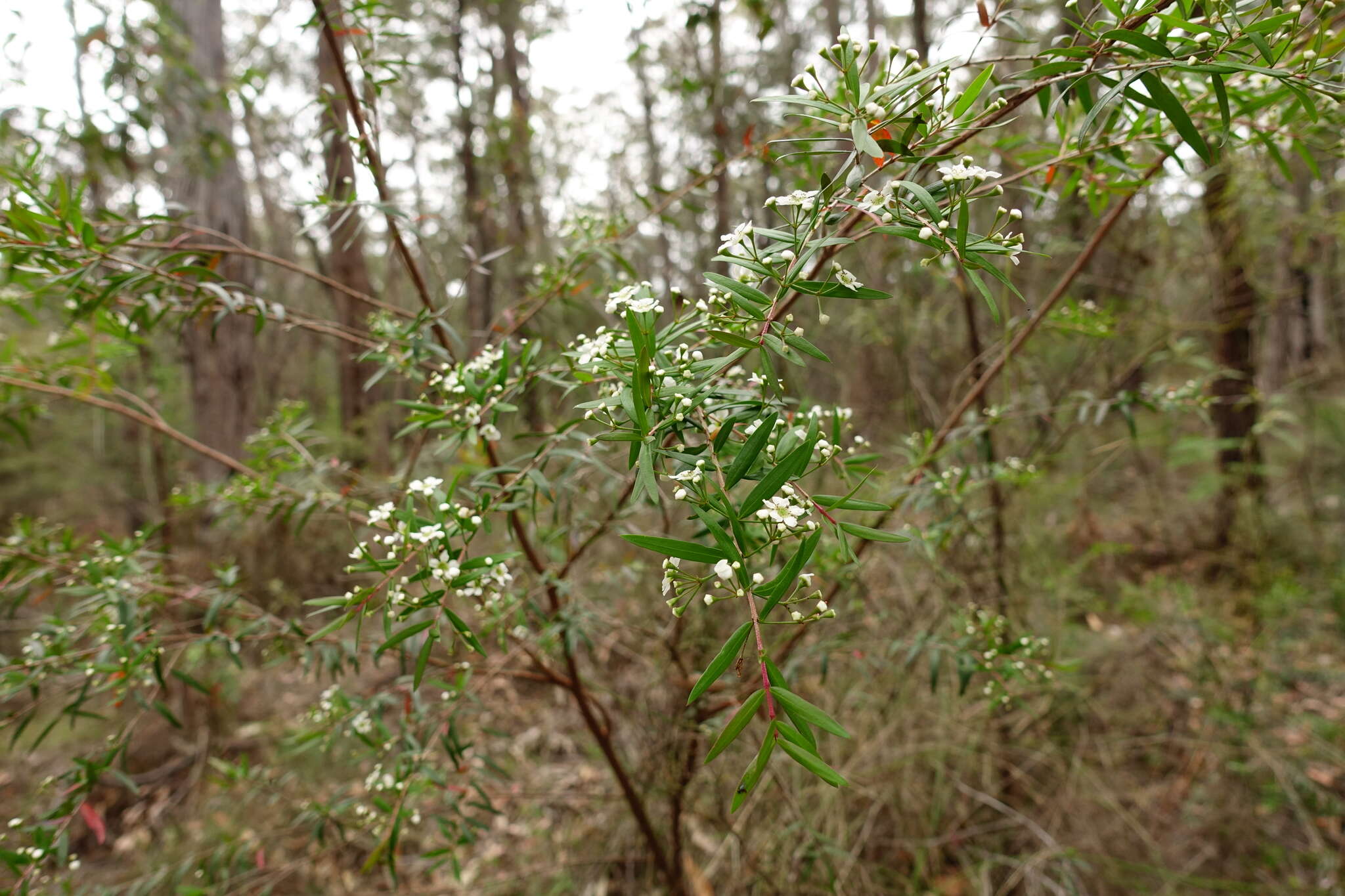 Image de Sannantha pluriflora (F. Müll.) Peter G. Wilson