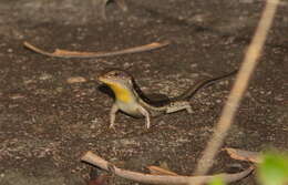 Image of Line-spotted Forest Skink