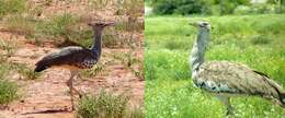 Image of Kori Bustard