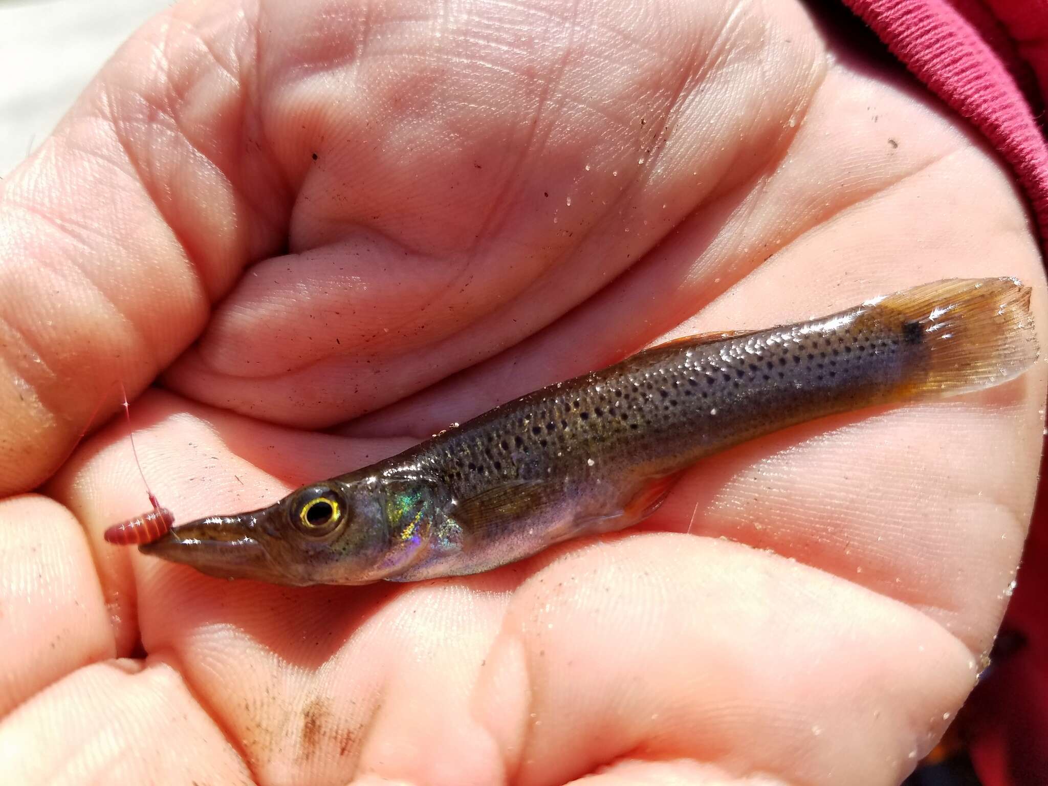 Image of Top minnow