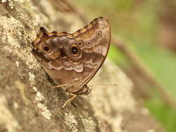 Image of Common Tree Brown