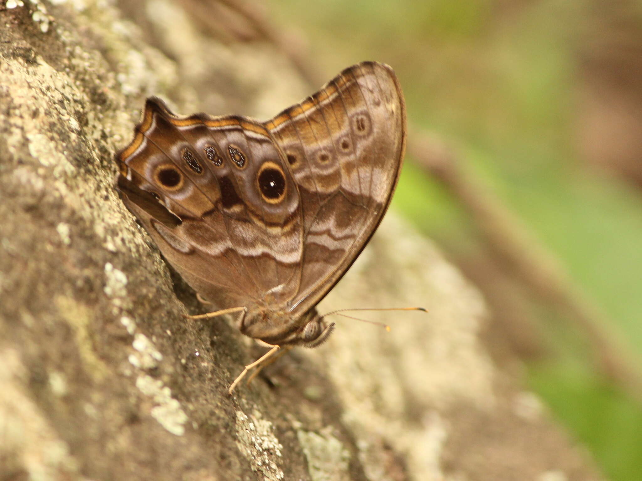 Image of Common Tree Brown