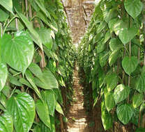 Image of Betel pepper