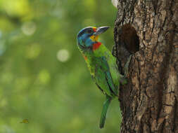 Image of Asian barbets