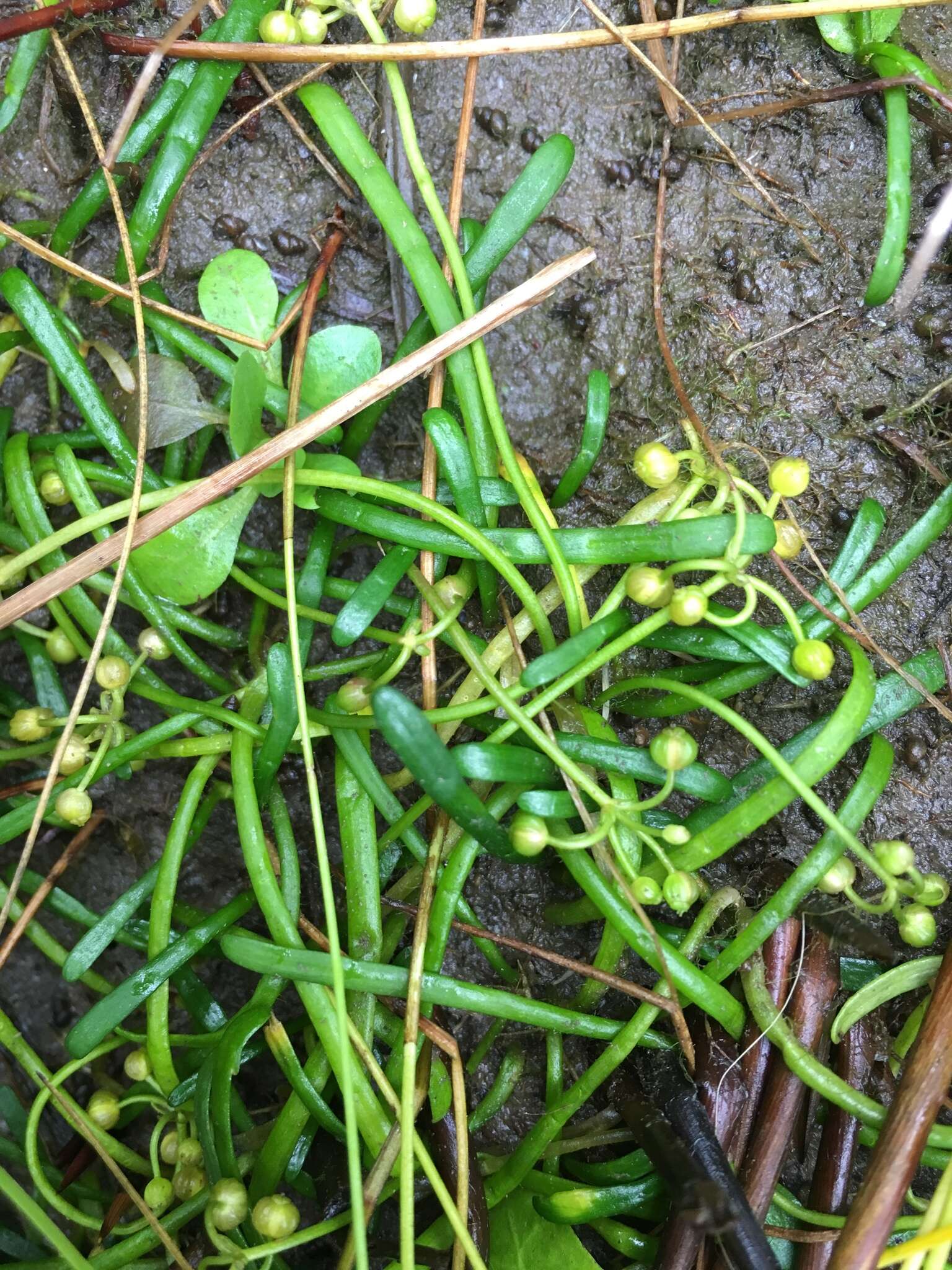 Image of eastern grasswort