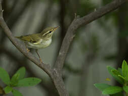 Image of Arctic Warbler