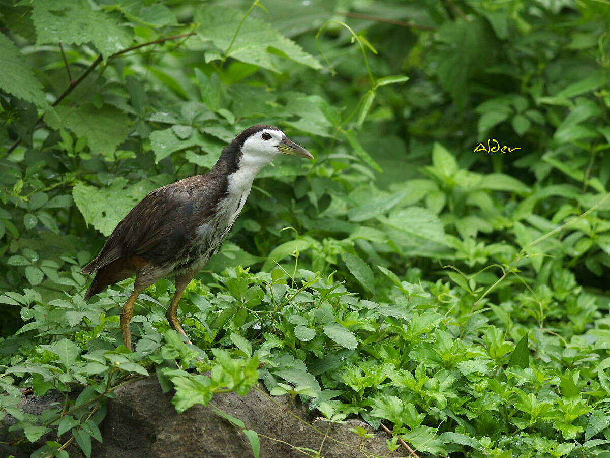 Image of White-breasted Waterhen