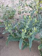 Arnebia decumbens (Vent.) Coss. & Kral.的圖片