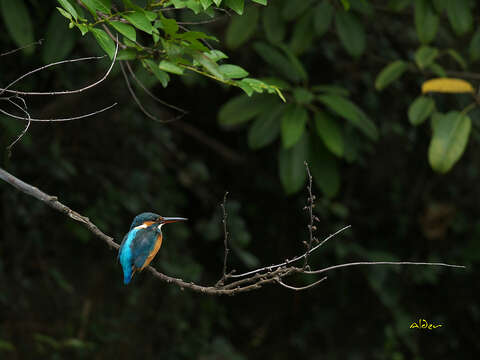 Image of Common Kingfisher