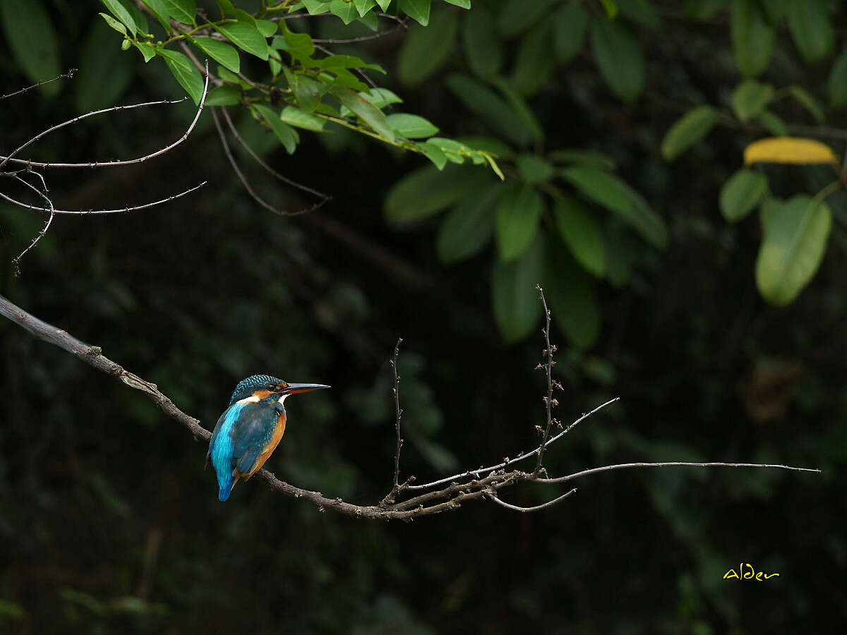 Image of Common Kingfisher