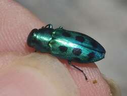 Image of Chrysobothris socialis apache Westcott & Barr 2007