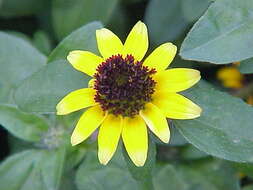 Image of Mexican creeping zinnia